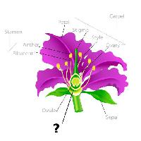 Pixwords Kuva kasvi, piirtäminen, stamen, terälehti, hehkulamppuja, ovule Snapgalleria