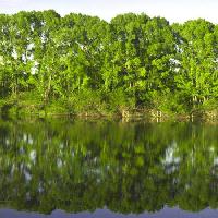 puu, puut, vesi, vihreä, järvi Vadim Yerofeyev - Dreamstime