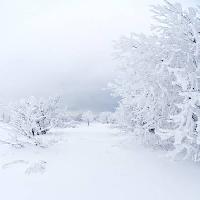 Pixwords Kuva talvi, valkoinen, puu Kutt Niinepuu - Dreamstime