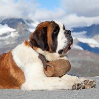 Pixwords Kuva koira, tynnyri, vuoristo Swisshippo - Dreamstime