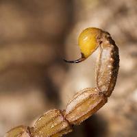 Pixwords Kuva skorpioni, eläin, hyönteinen Mauro Rodrigues (Membio)