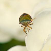 hyönteinen, bug, villieläinten Editor77