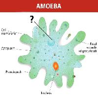 ameba, tuma, ruoka, cell, cellular Designua