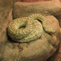 Pixwords Kuva käärme, eläin, villi, kallio, kiviä John Lepinski (Acronym)