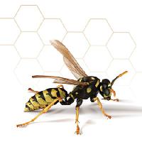 Pixwords Kuva ampiainen, hunaja, mehiläinen, kampa Leo Blanchette - Dreamstime