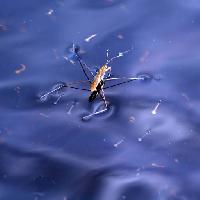 bug, hyönteinen, vesi, kellua, sininen Sergey Yakovlev (Basel101658)