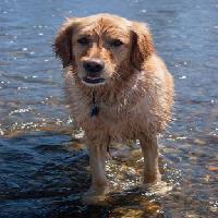 koira, vesi, eläin Emilyskeels22 - Dreamstime